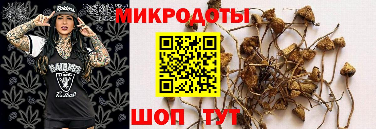 Галлюциногенные грибы Psilocybe Заинск
